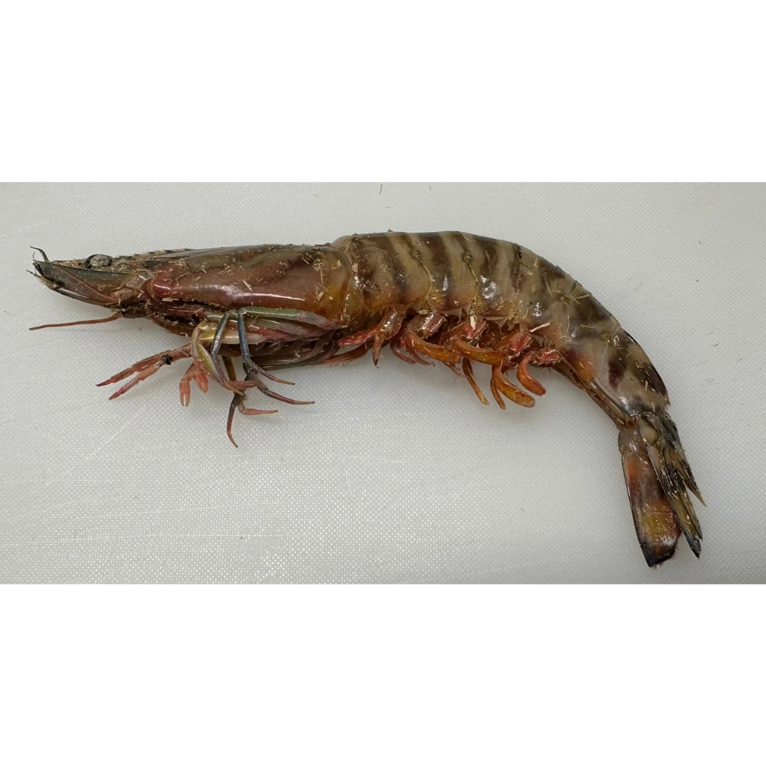 KURUMA EBI - FRESH WILD TIGER PRAWN - Marsupenaeus japonicus GSK1 車エビ22入り Kuruma Ebi LARGE 45g.png