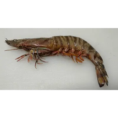 KURUMA EBI - FRESH WILD TIGER PRAWN - Marsupenaeus japonicus GSK1 車エビ22入り Kuruma Ebi LARGE 45g.png