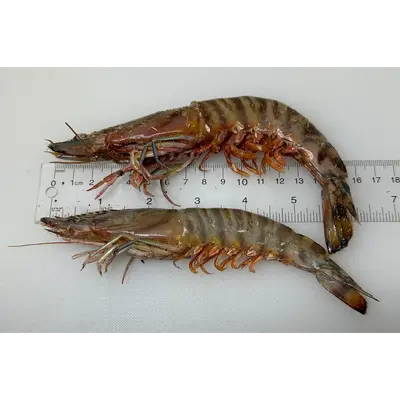 KURUMA EBI - FRESH WILD TIGER PRAWN - Marsupenaeus japonicus GSK1 (1).png