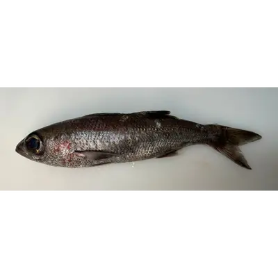 KUROMUTSU - FRESH WILD BIGEYE BLUEFISH - Scombrops gilberti GSK1.png