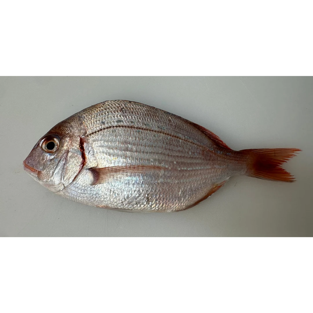 KASUGODAI - FRESH WILD YOUNG SEA BREAM - Evynnis tumifrons GSK1.png