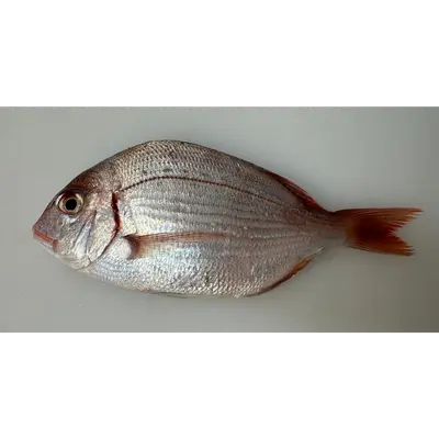 カスゴ鯛 Kasugodai WHOLE 0.26 LB
