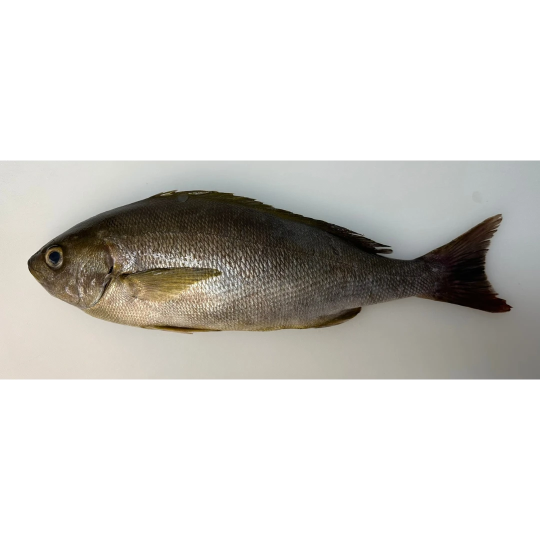 ISAKI - FRESH WILD CHICKEN GRUNT - Parapristipoma trilineatum GSK1 (2).png