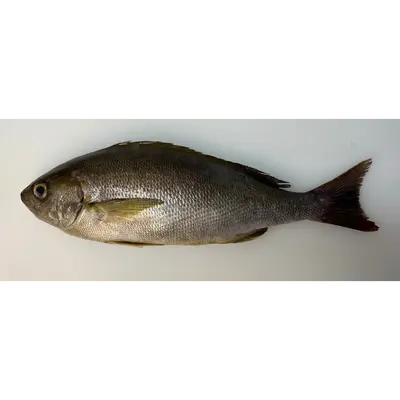 いさき Isaki WHOLE 1.5 LB