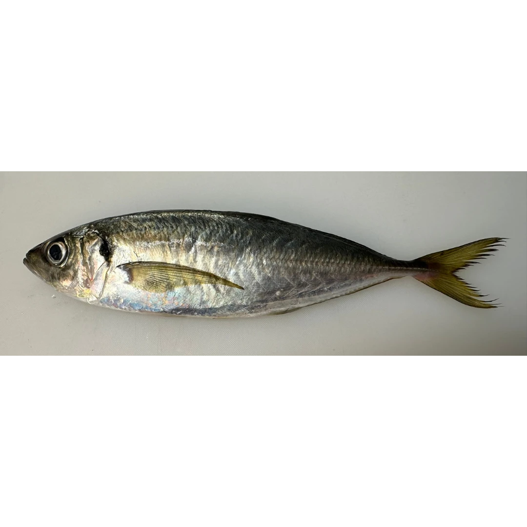 TENNEN AJI - FRESH WILD JACK MACKEREL - Trachurus Japonicus GSK1.png