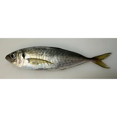 TENNEN AJI - FRESH WILD JACK MACKEREL - Trachurus Japonicus GSK1.png