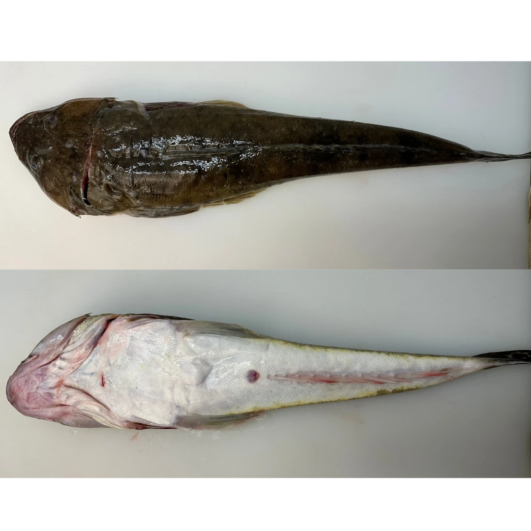 MAGOCHIKOCHI - FRESH WILD BARTAIL FLATHEAD - Platycephalus indicus GSK1 2.png