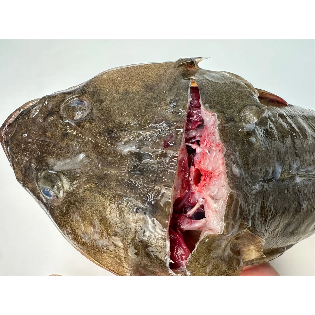 MAGOCHIKOCHI - FRESH WILD BARTAIL FLATHEAD - Platycephalus indicus GSK1 (1).png