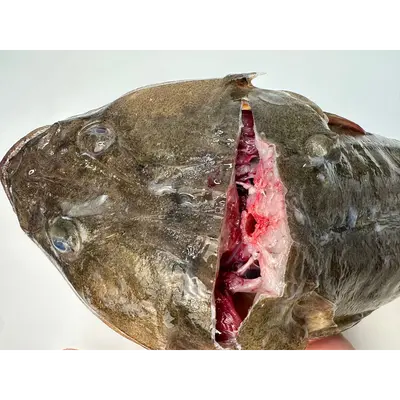 MAGOCHIKOCHI - FRESH WILD BARTAIL FLATHEAD - Platycephalus indicus GSK1 (1).png