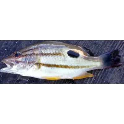 黒星笛鯛  Kurohoshihuedai WHOLE 1.76 LB