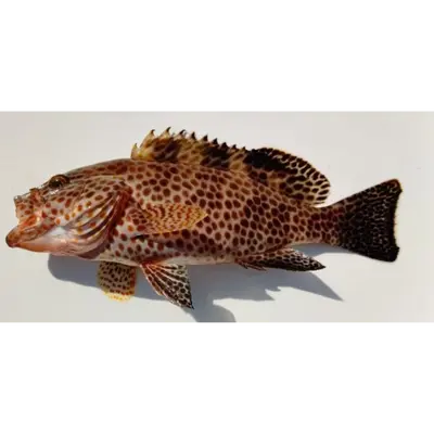 大紋ハタ  Oumonhata WHOLE 1.76 LB