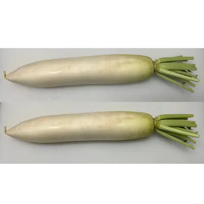 DAIKON - FRESH WILD RADISH - Raphanus sativus var. hortensis.png