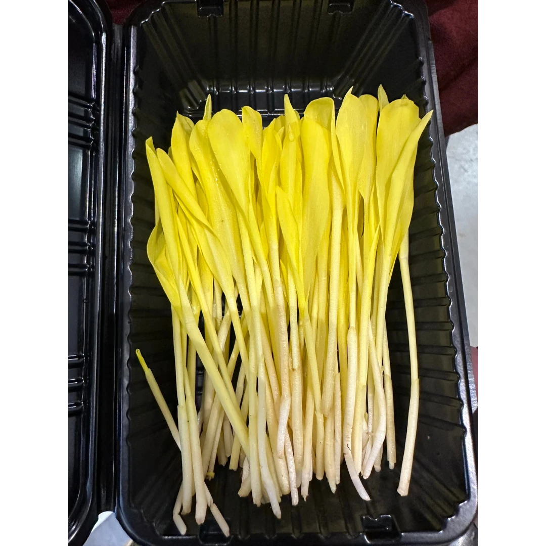 corn sprouts.png