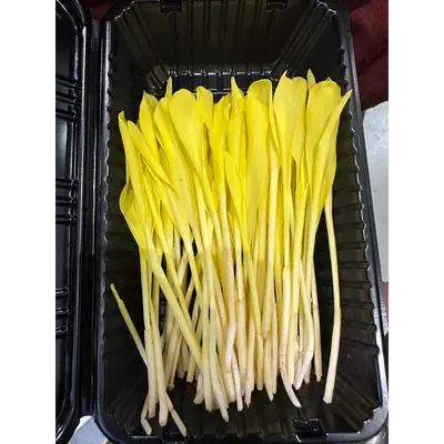 corn sprouts.png