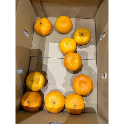 Unshū Mikan JAPANESE ORANGE
