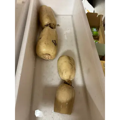 lotus root.png
