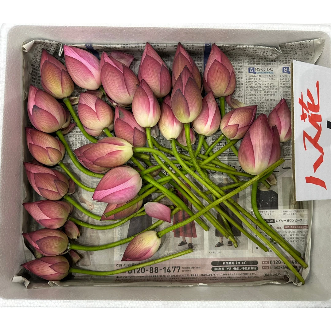 LOTUS FLOWER.png