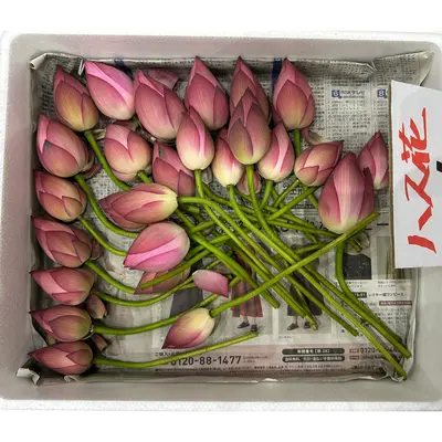  蓮 ハス  Hasu Lotus Flower