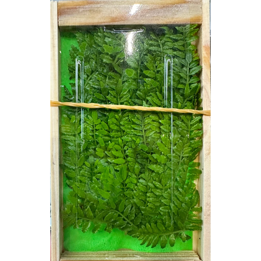 KIMONE - FRESH JAPANESE PEPPER LEAFS - Zanthoxylum piperitum.png