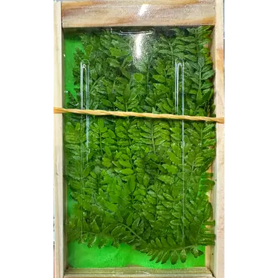 木の芽  Kinome PEPPER LEAF 45g
