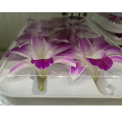 orchid (2).png