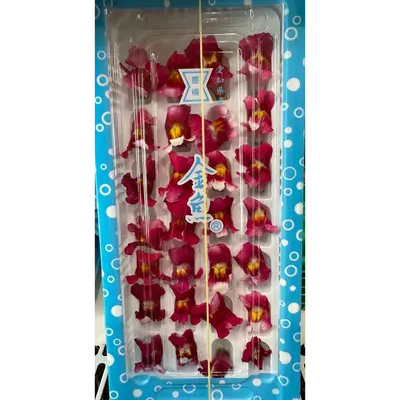 金魚 Goldfish Purple FLOWER 25g