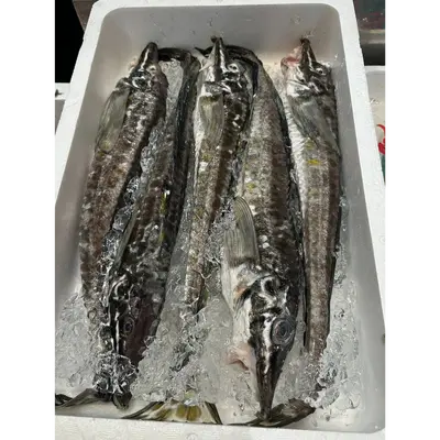 HAKKAKU - FRESH WILD SNAILFIN POACHER - Podothecus sachi.png