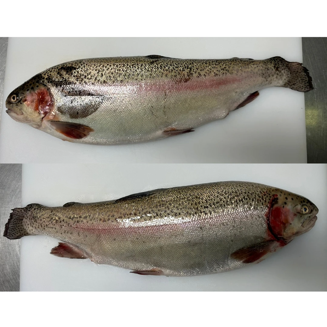 FUJI SALMON - FRESH FARMED FUJI SALMON - Oncorhynchus mykiss.png