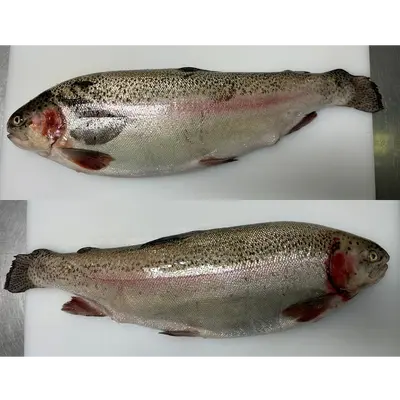 FUJI SALMON - FRESH FARMED FUJI SALMON - Oncorhynchus mykiss.png