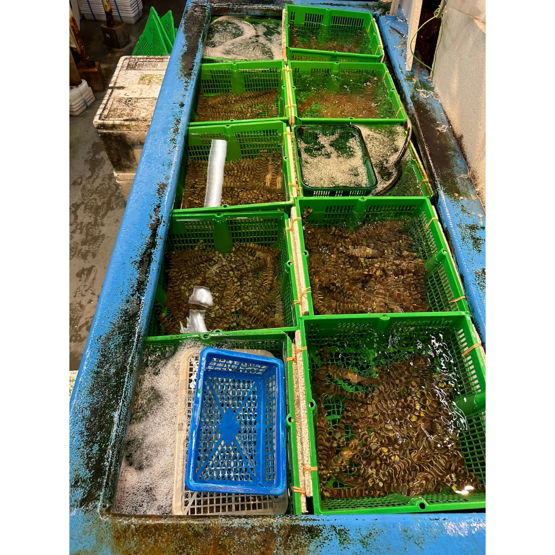 KURUMA EBI - FRESH WILD TIGER PRAWN - Marsupenaeus japonicus (4).png