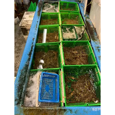 KURUMA EBI - FRESH WILD TIGER PRAWN - Marsupenaeus japonicus (4).png