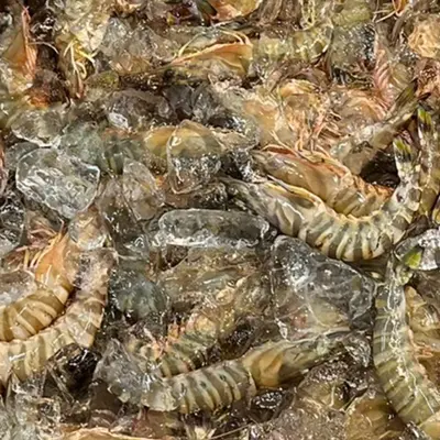 KURUMA EBI - FRESH WILD TIGER PRAWN - Marsupenaeus japonicus (3).png