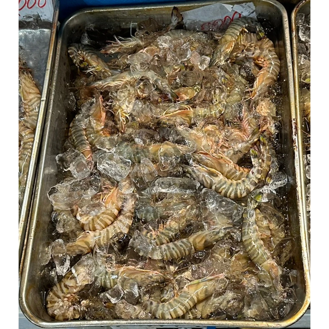 KURUMA EBI - FRESH WILD TIGER PRAWN - Marsupenaeus japonicus (2).png