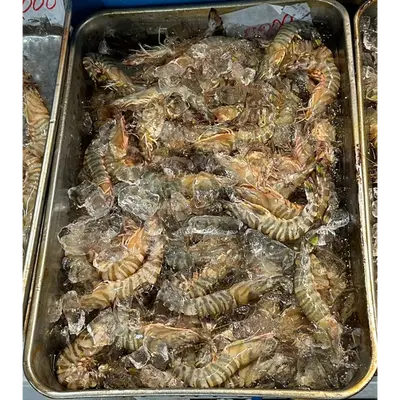 KURUMA EBI - FRESH WILD TIGER PRAWN - Marsupenaeus japonicus (2).png