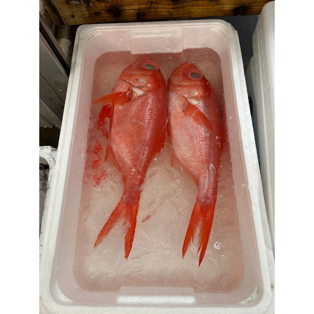 KINMEDAI - FRESH WILD ALFONSINO - Beryx splendens Lowe.png
