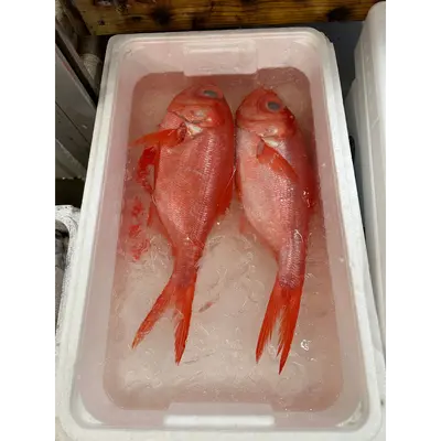 KINMEDAI - FRESH WILD ALFONSINO - Beryx splendens Lowe.png