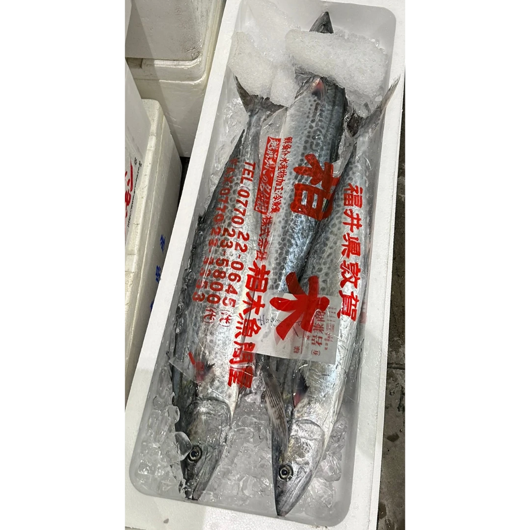SAWARA - FRESH WILD SPANISH MACKEREL - Scomberomorus niphonius.png
