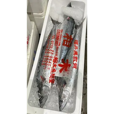 SAWARA - FRESH WILD SPANISH MACKEREL - Scomberomorus niphonius.png