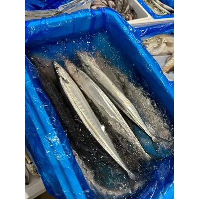 SANMA - FRESH WILD PACIFIC SAURY - Cololabis saira.png