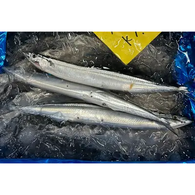 SANMA - FRESH WILD PACIFIC SAURY - Cololabis saira (3).png