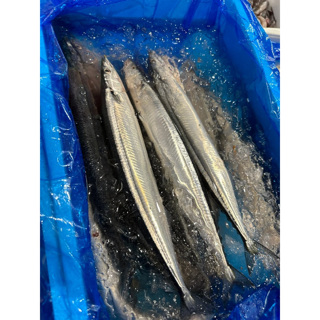 SANMA - FRESH WILD PACIFIC SAURY - Cololabis saira (2).png