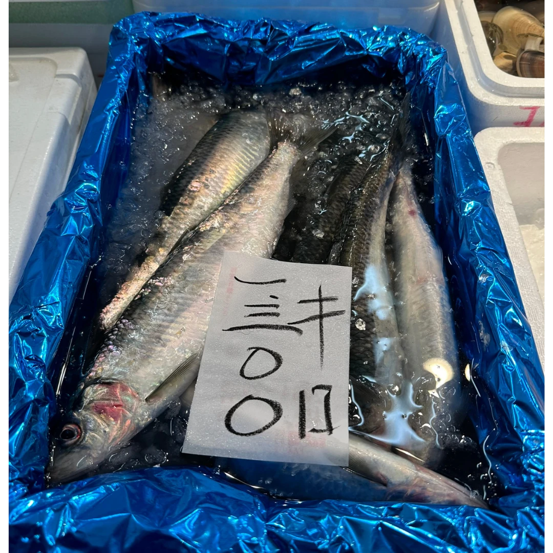 NISHIN - FRESH PACIFIC HERRING - Clupea pallasii Valenciennes.png