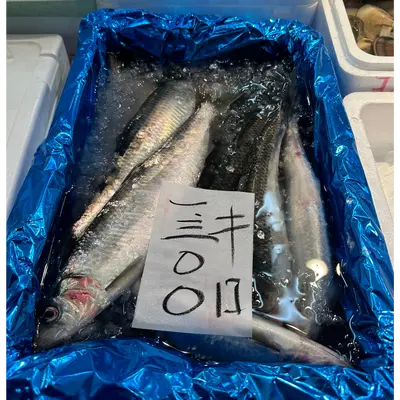 NISHIN - FRESH PACIFIC HERRING - Clupea pallasii Valenciennes.png