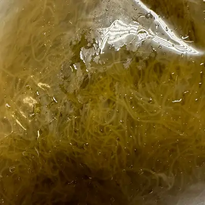 MOZUKU - SEAWEED - Cladosiphon okamuranus GSK1 (2).png