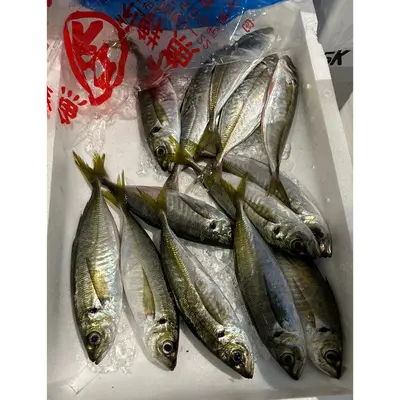 TENNEN AJI - FRESH WILD JACK MACKEREL - Trachurus Japonicus.png