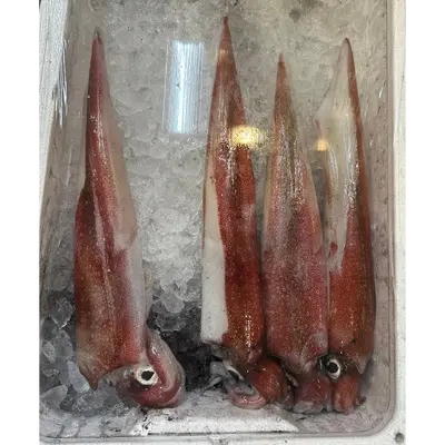YARIIKA - FRESH WILD SPEAR SQUID - Heterololigo Bleekeri.png
