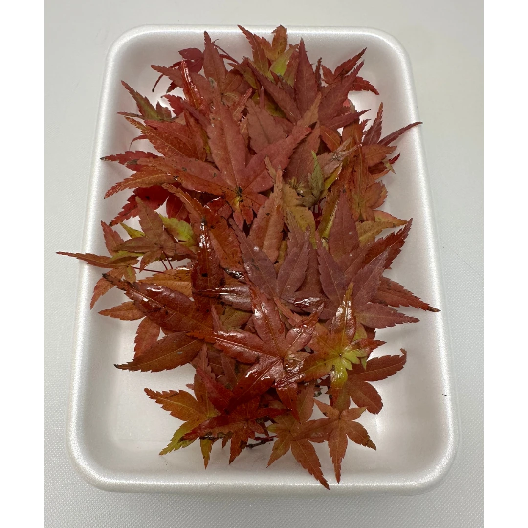 MOMIJI - JAPANESE MAPLE LEAF - Acer palmatum RED (2).png