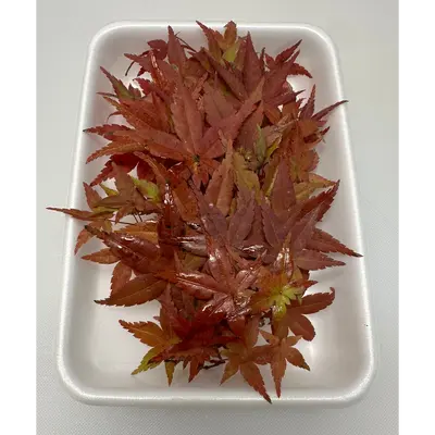 もみじ  赤 Momiji Aka RED LEAF 30g