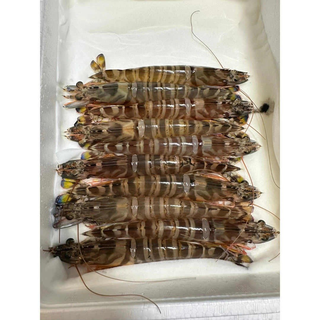 KURUMA EBI - FRESH WILD TIGER PRAWN - Marsupenaeus japonicus.png