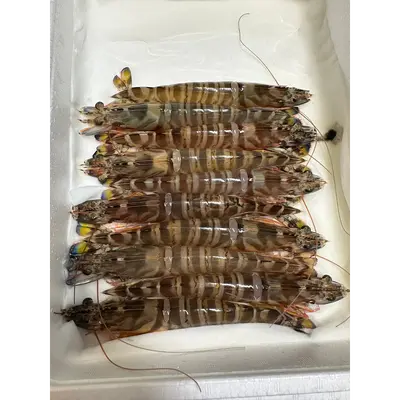 KURUMA EBI - FRESH WILD TIGER PRAWN - Marsupenaeus japonicus.png
